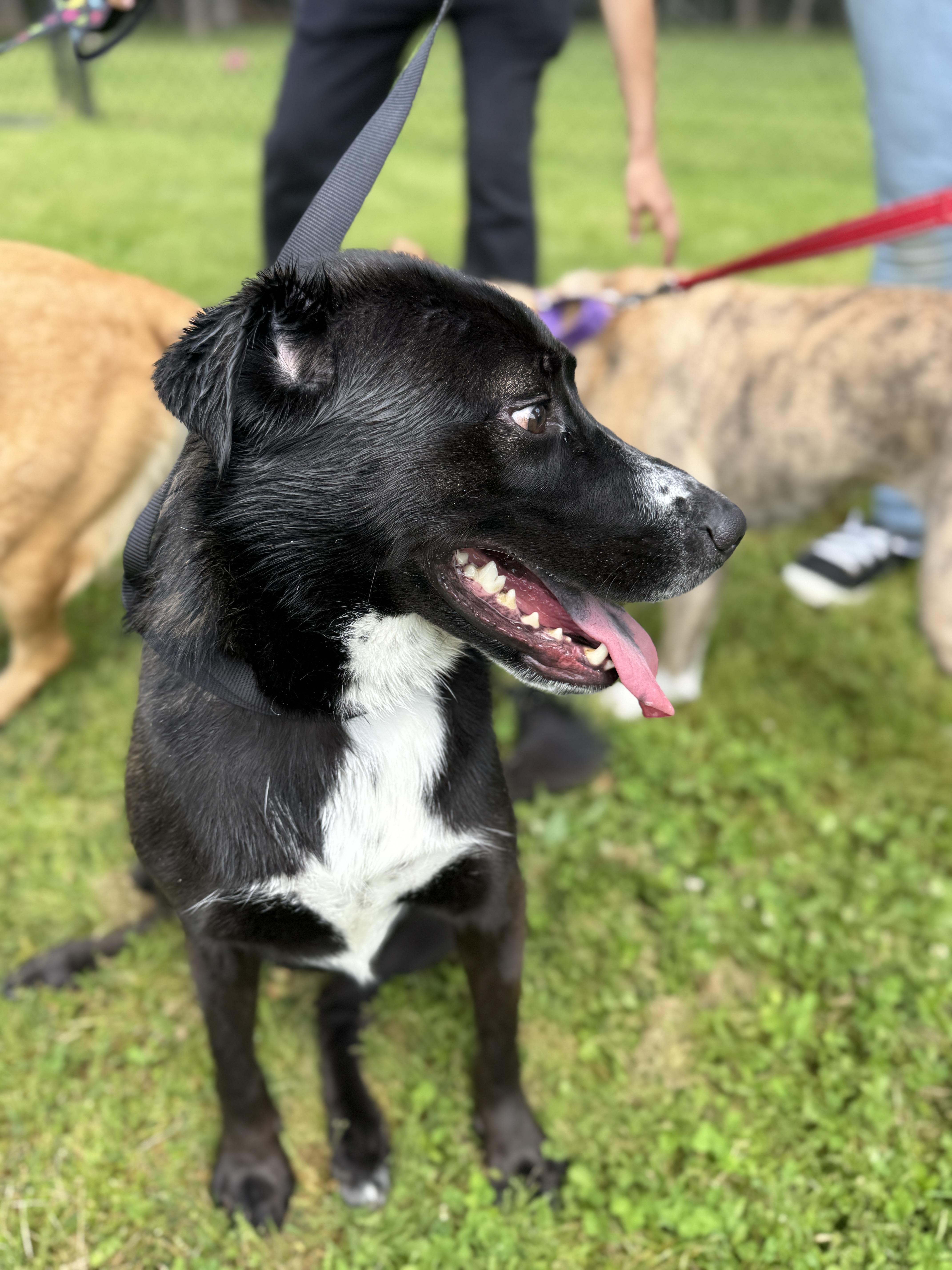 Enlarge Toby, an adoptable mixed breed in Springfield, MO image 4/6