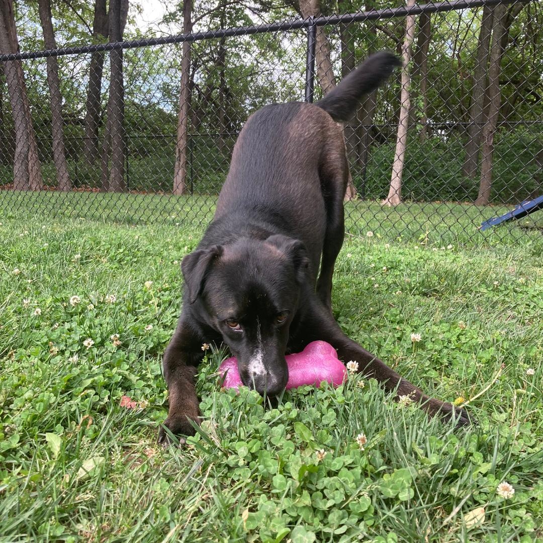 Enlarge Toby, an adoptable mixed breed in Springfield, MO image 5/6