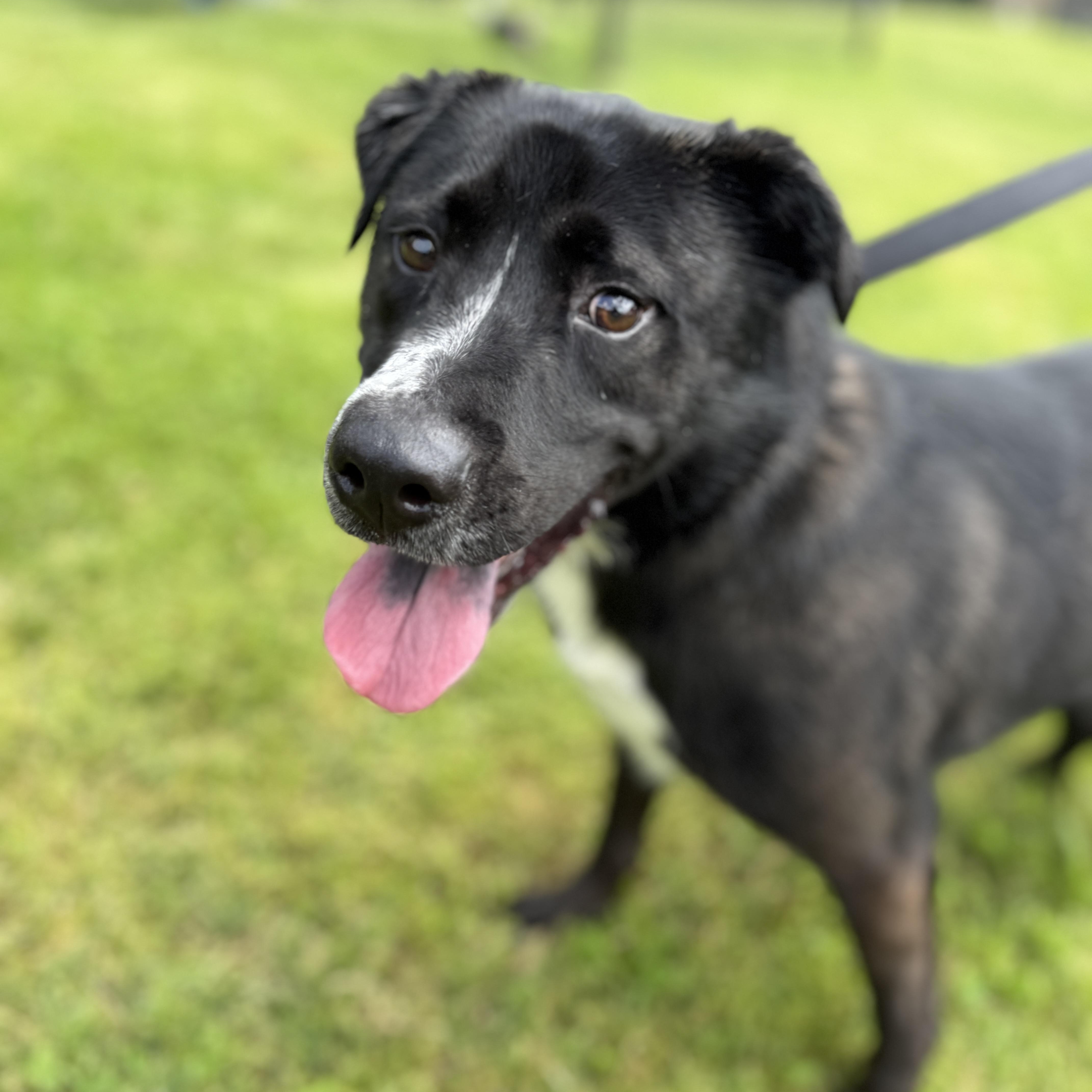 Enlarge Toby, an adoptable mixed breed in Springfield, MO image 1/6