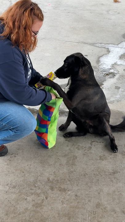 Enlarge Toby, an adoptable mixed breed in Springfield, MO video 6/6