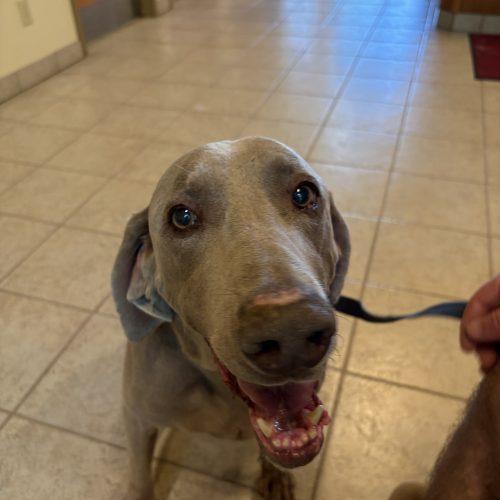 Enlarge Disney, a Adoptable Weimaraner in Grand Rapids, MI image 1/4