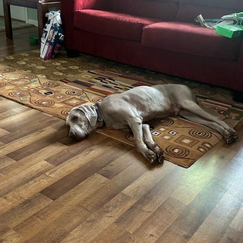 Enlarge Disney, a Adoptable Weimaraner in Grand Rapids, MI image 2/4