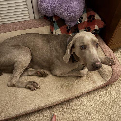 Enlarge Disney, a Adoptable Weimaraner in Grand Rapids, MI image 3/4