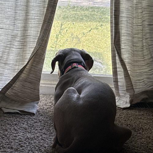 Enlarge Disney, a Adoptable Weimaraner in Grand Rapids, MI image 4/4