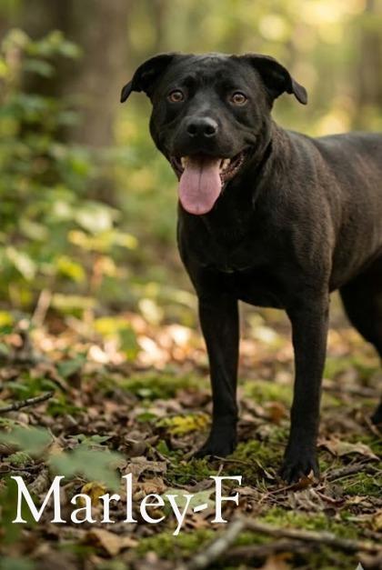 Marley, Adoptable, Adult Female Labrador Retriever & Mixed Breed.