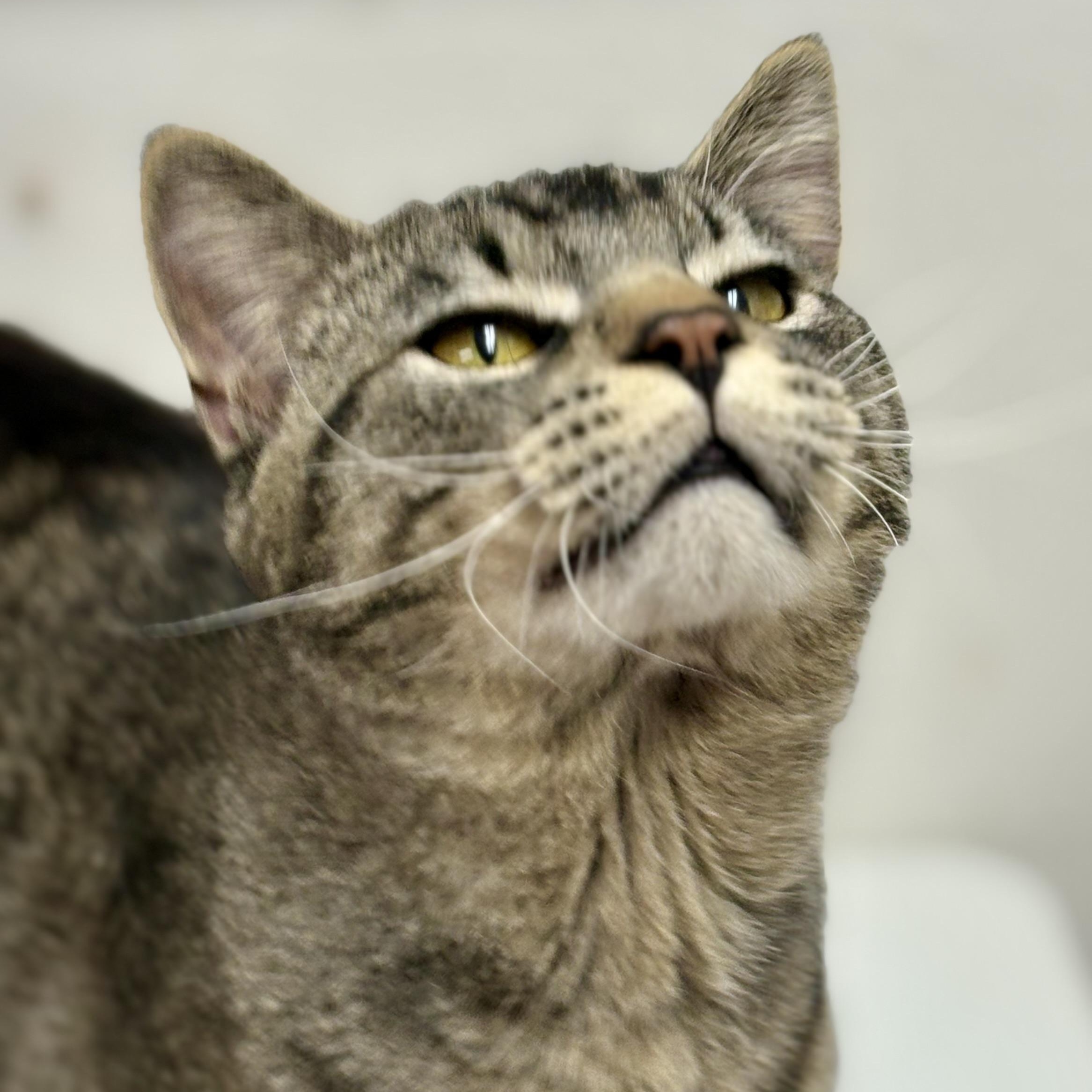 Enlarge Joseph , a ADOPTABLE mixed breed in Charles City, IA image 2/5