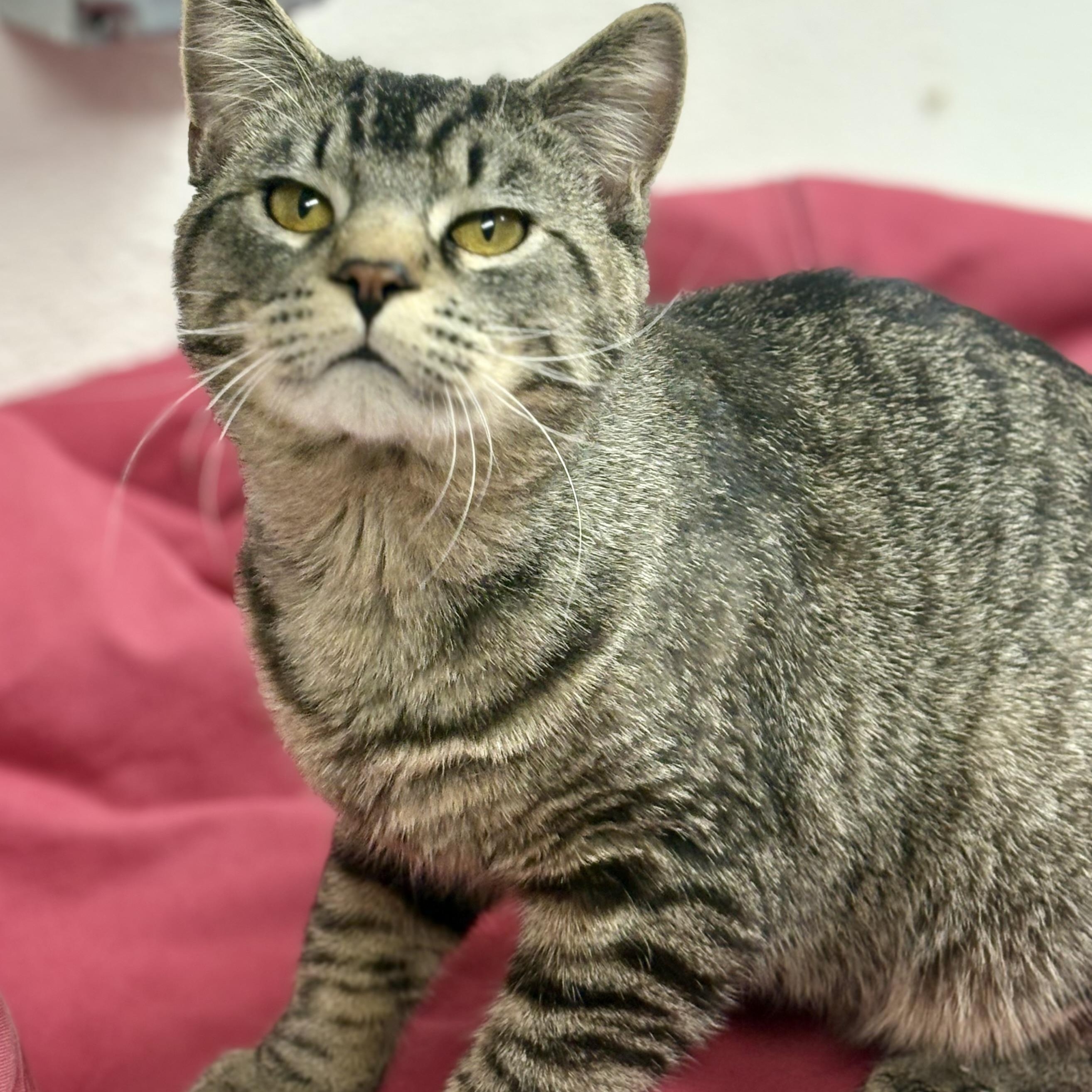 Enlarge Joseph , a ADOPTABLE mixed breed in Charles City, IA image 3/5