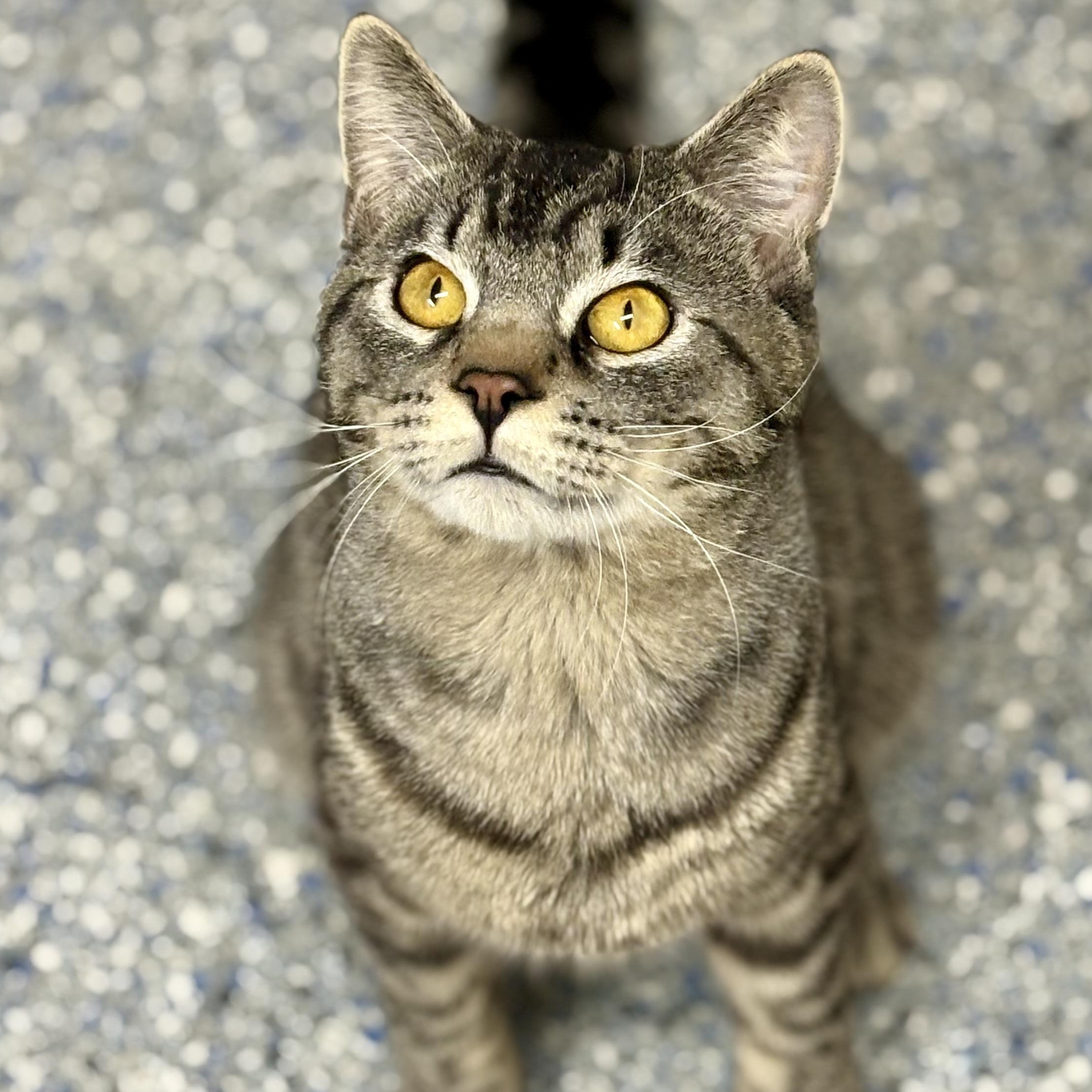 Joseph , ADOPTABLE, Adult Male Domestic Short Hair & Tabby.