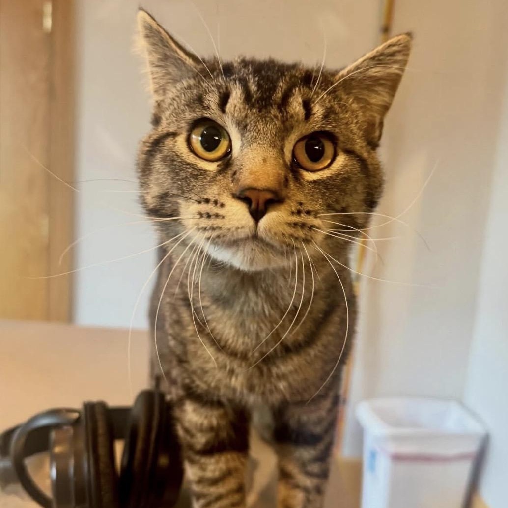 Enlarge Joseph , a ADOPTABLE mixed breed in Charles City, IA image 4/5