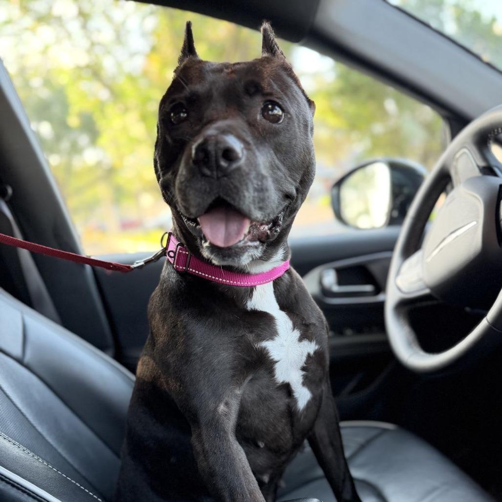 Enlarge Indie, a Adoptable Mixed Breed in Bangall, NY image 1/6