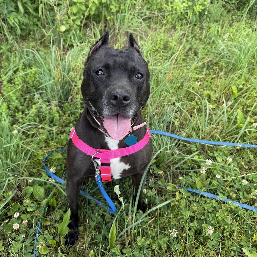 Enlarge Indie, a Adoptable Mixed Breed in Bangall, NY image 2/6