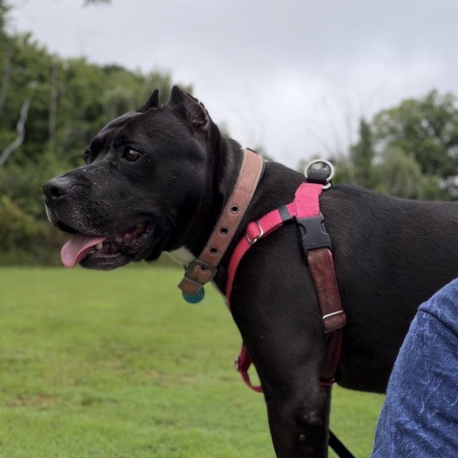 Enlarge Indie, a Adoptable Mixed Breed in Bangall, NY image 3/6