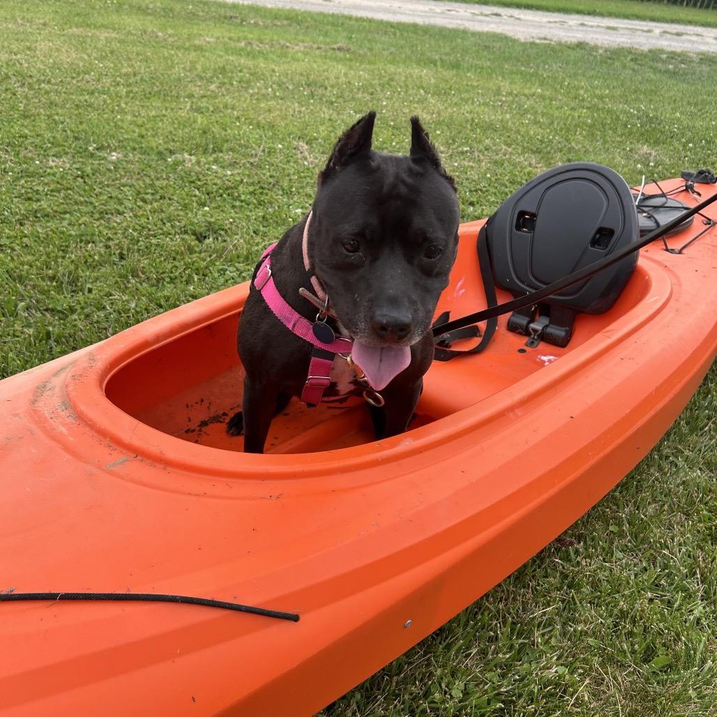 Enlarge Indie, a Adoptable Mixed Breed in Bangall, NY image 4/6