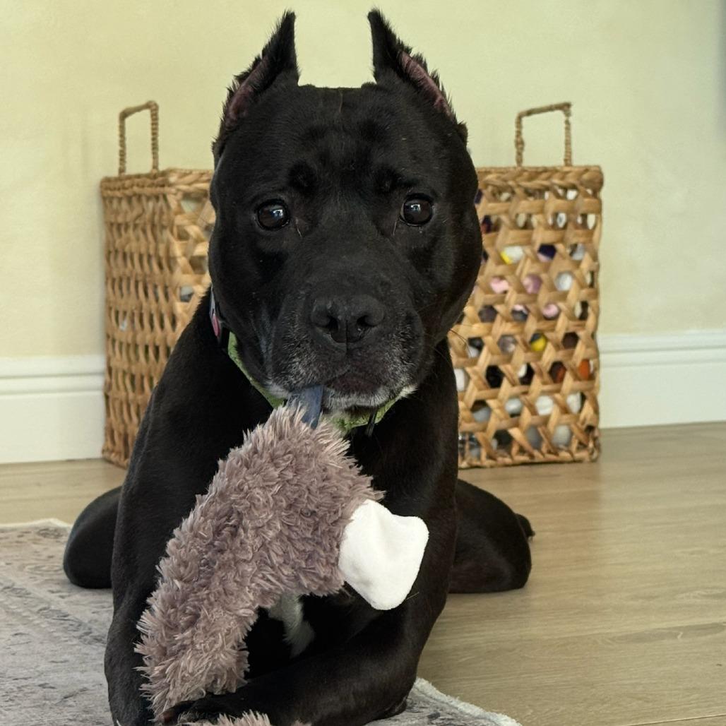 Enlarge Indie, a Adoptable Mixed Breed in Bangall, NY image 5/6