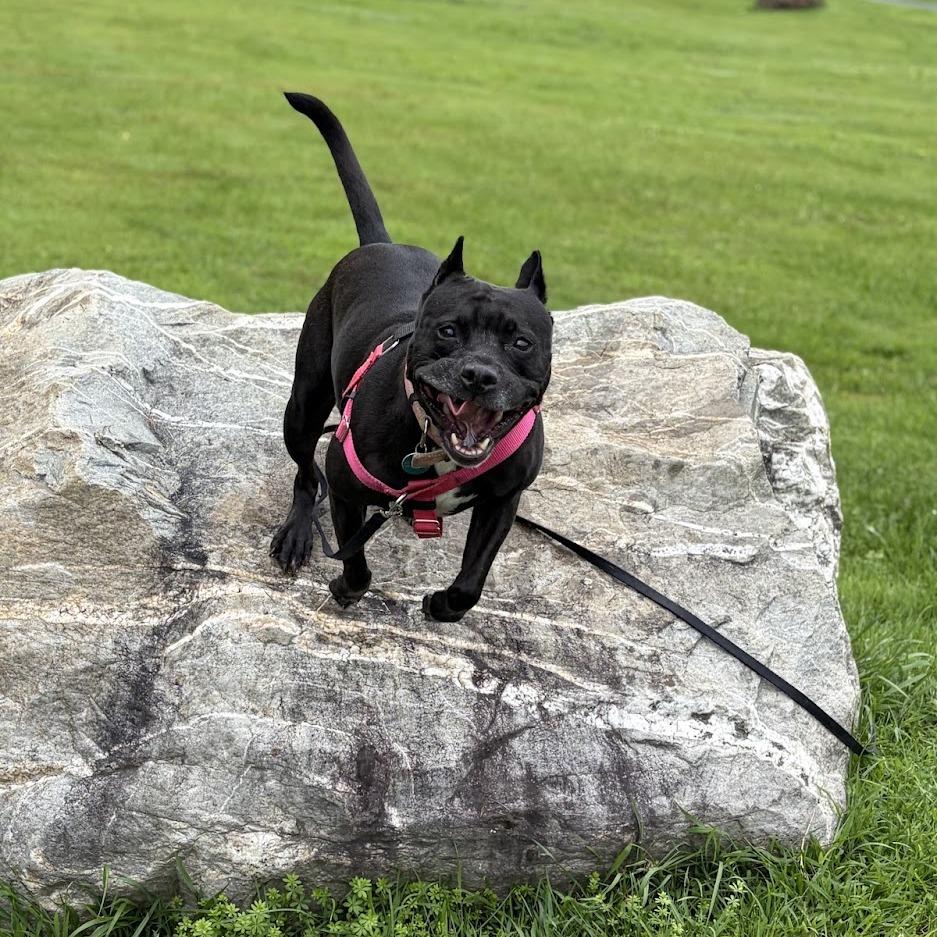 Enlarge Indie, a Adoptable Mixed Breed in Bangall, NY image 6/6