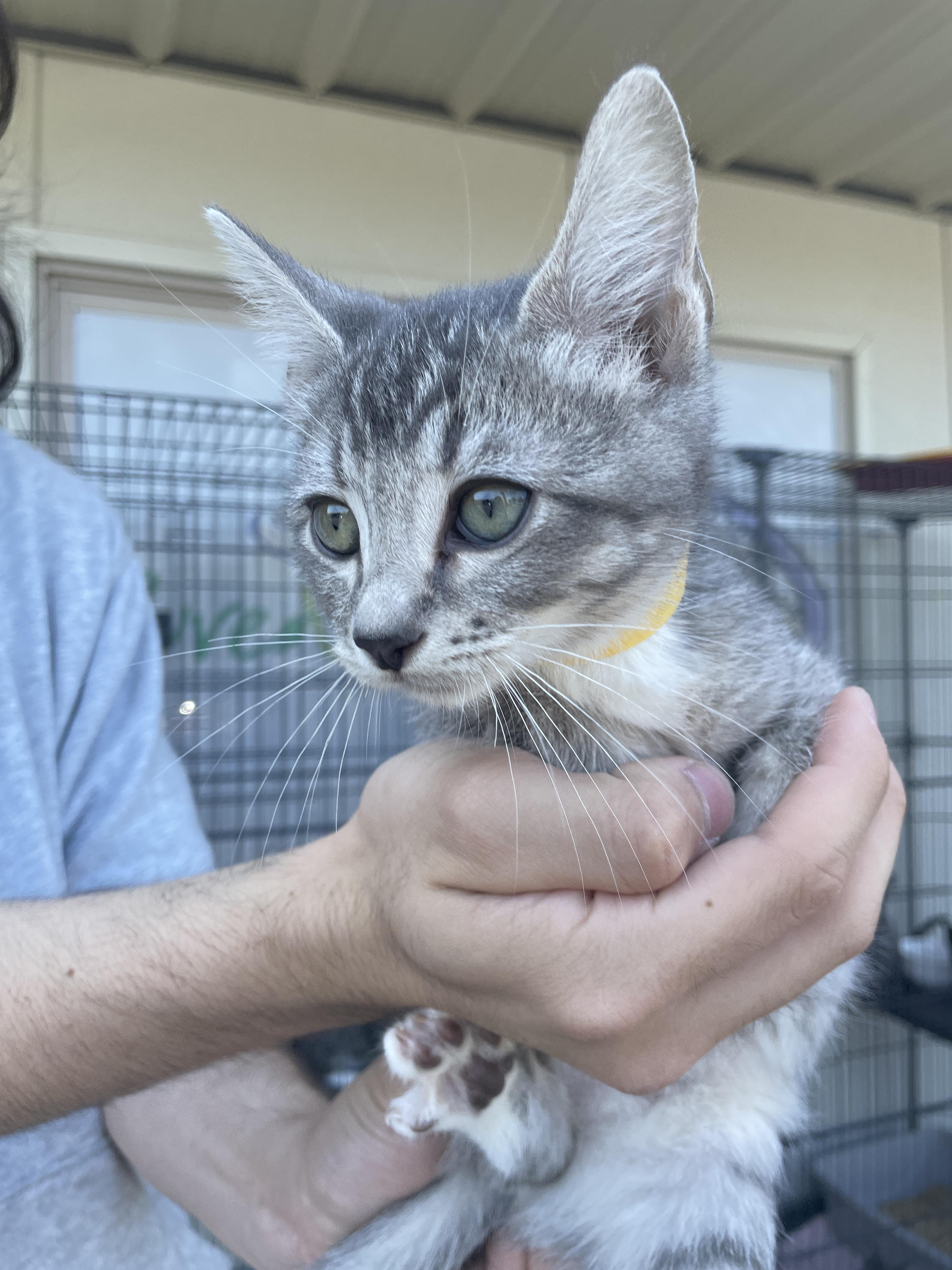 BURNHAM, Adopted, Adult Male Domestic Short Hair.