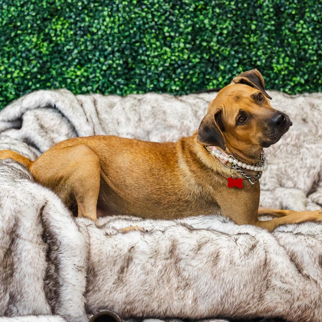 Green Bean, Adoptable, Adult Female Black Mouth Cur & American Foxhound.