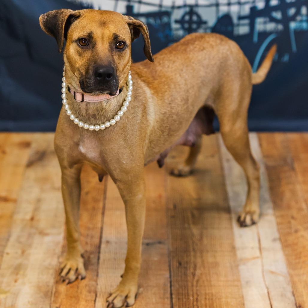 Enlarge Green Bean, a Adoptable mixed breed in East Saint Louis, IL image 2/5