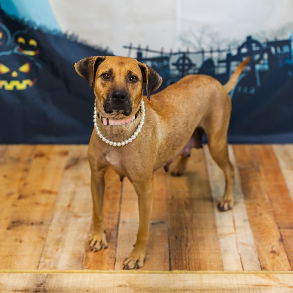 Enlarge Green Bean, a Adoptable mixed breed in East Saint Louis, IL image 3/5