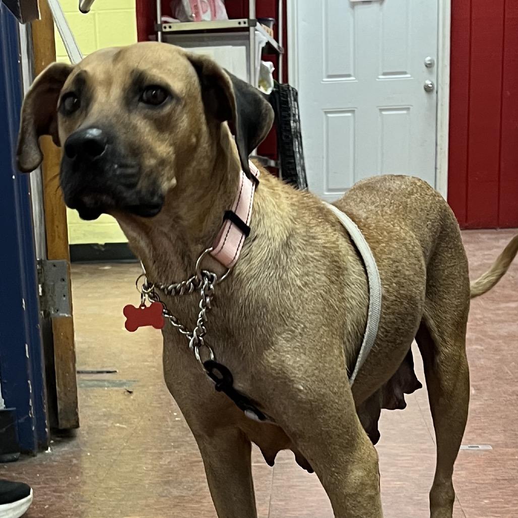 Enlarge Green Bean, a Adoptable mixed breed in East Saint Louis, IL image 4/5