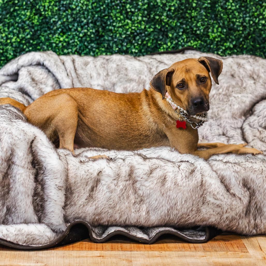 Enlarge Green Bean, a Adoptable mixed breed in East Saint Louis, IL image 5/5