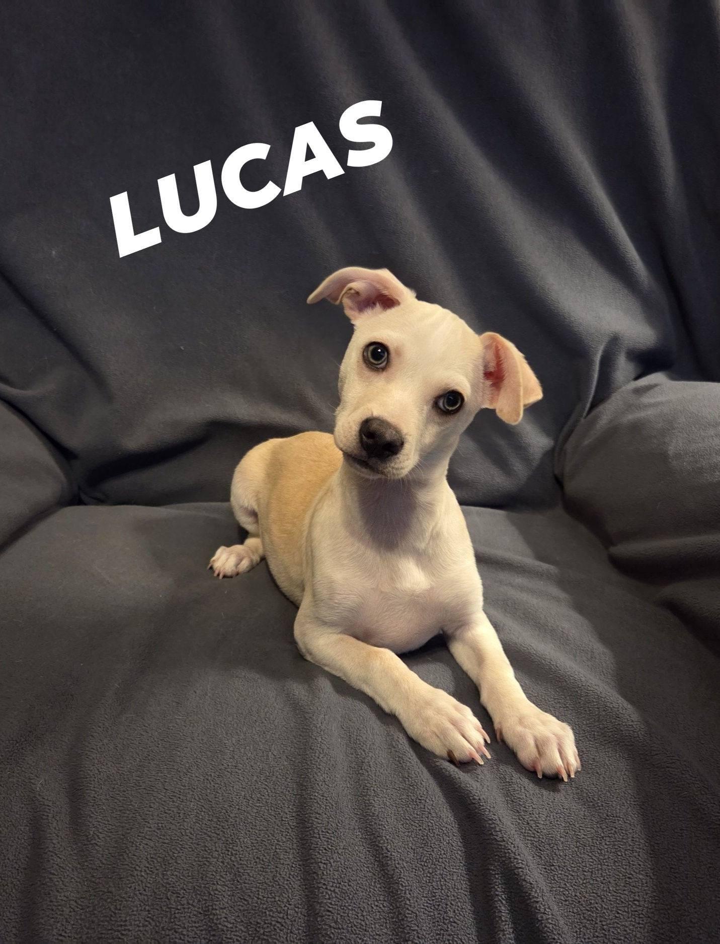 Enlarge Lucas, a ADOPTABLE mixed breed in Oakdale, CA image 2/3