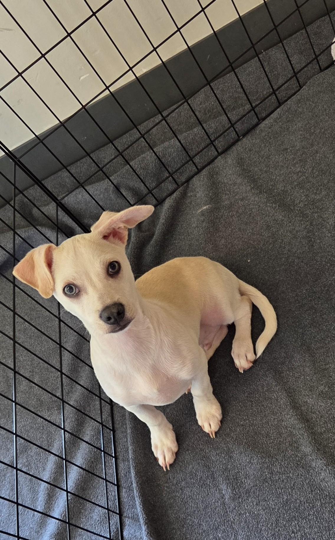 Enlarge Lucas, a ADOPTABLE mixed breed in Oakdale, CA image 3/3