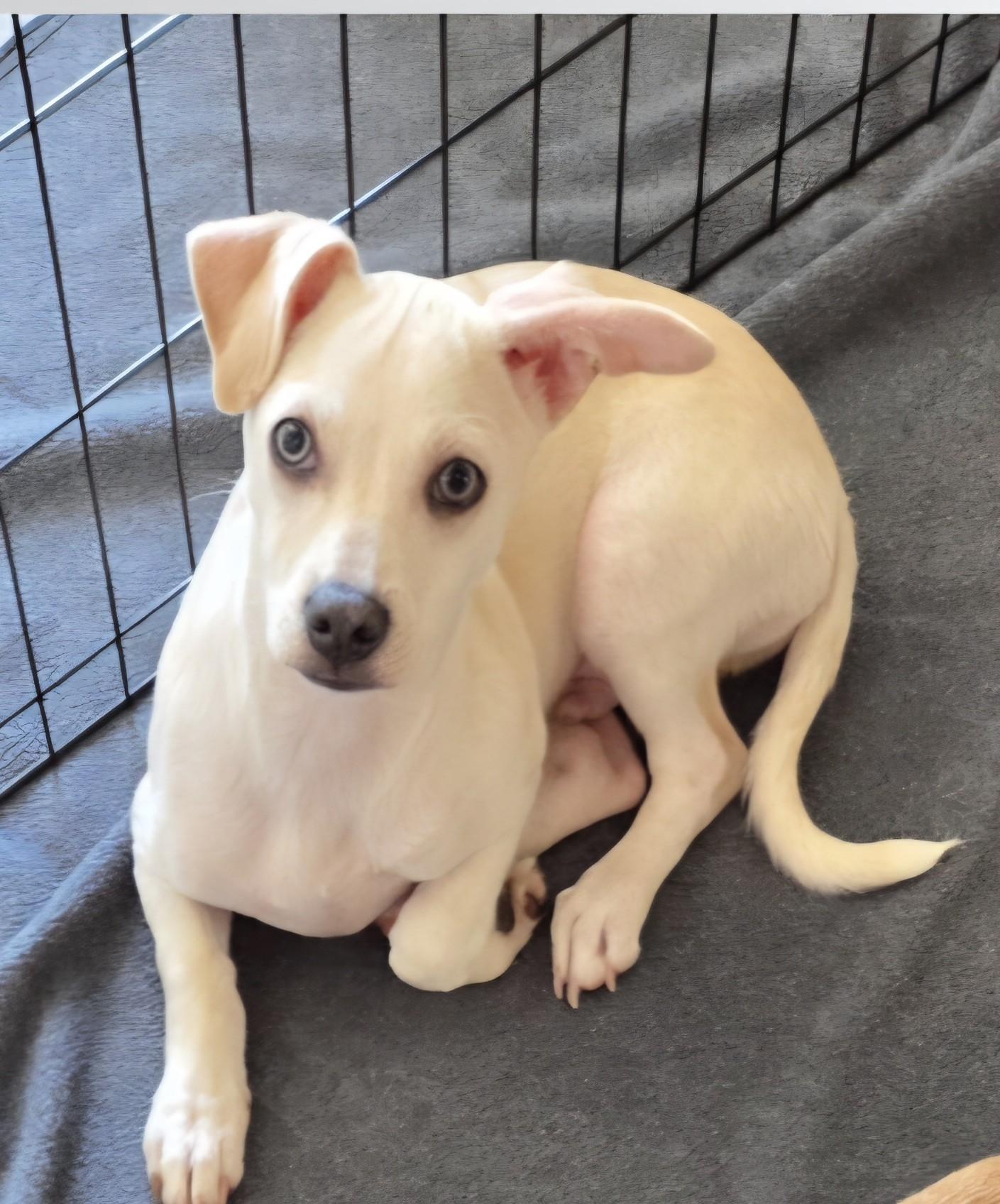 Enlarge Lucas, a ADOPTABLE mixed breed in Oakdale, CA image 1/3