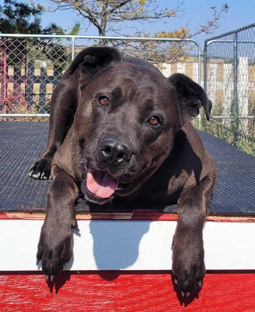 Booka, Adoptable, Adult Female Cane Corso & Mixed Breed.