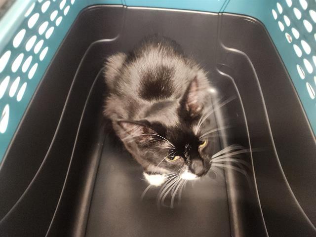 SOPHIE, Adoptable, Young Female Domestic Short Hair.