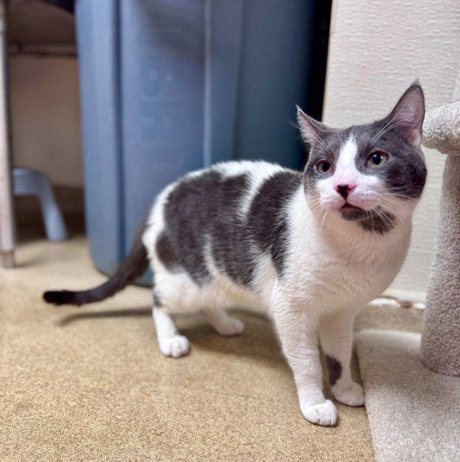 Enlarge Chunky - pending, a Adopted Domestic Short Hair in Brick, NJ image 1/1