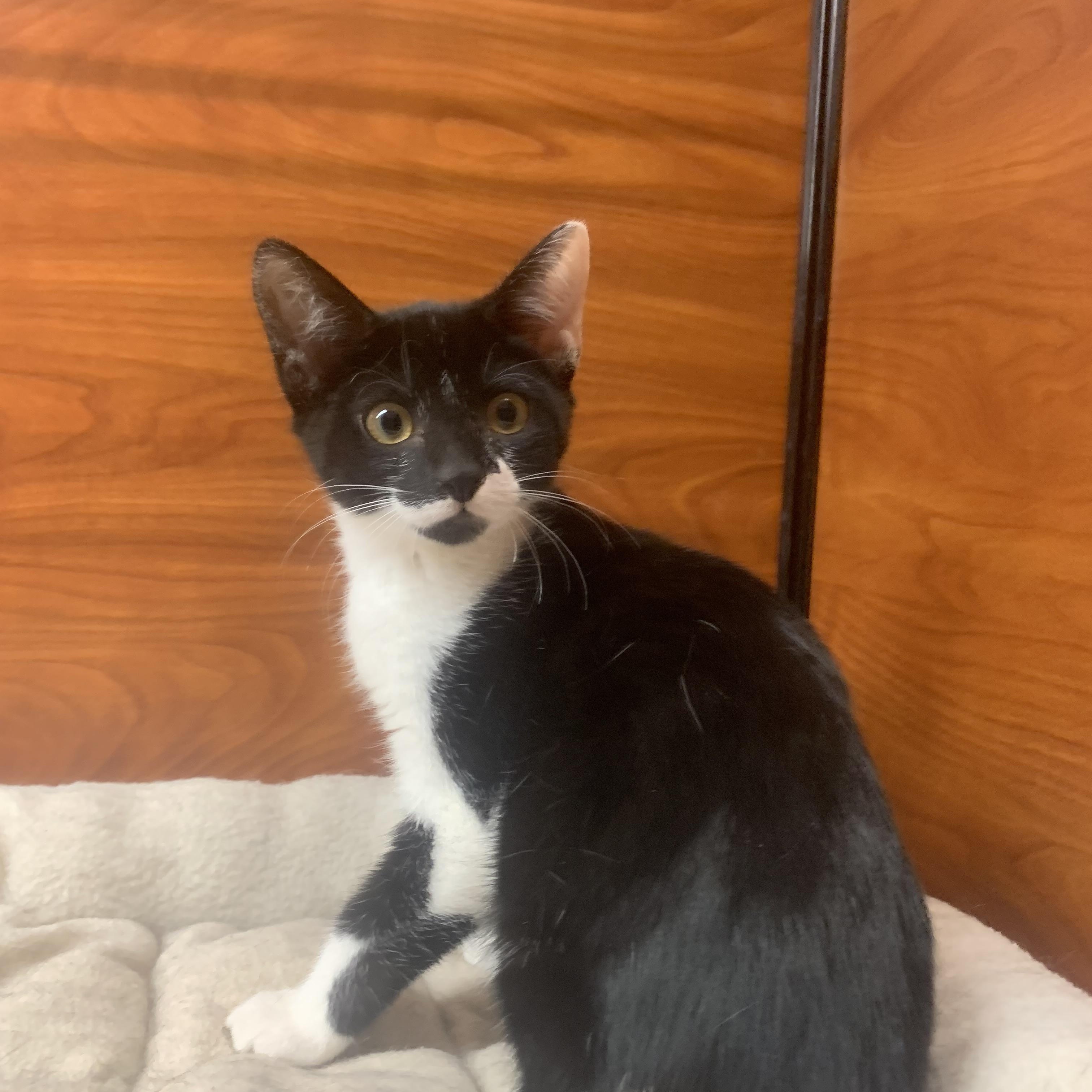 Enlarge Opal, a ADOPTABLE mixed breed in Port Jefferson Station, NY image 1/1