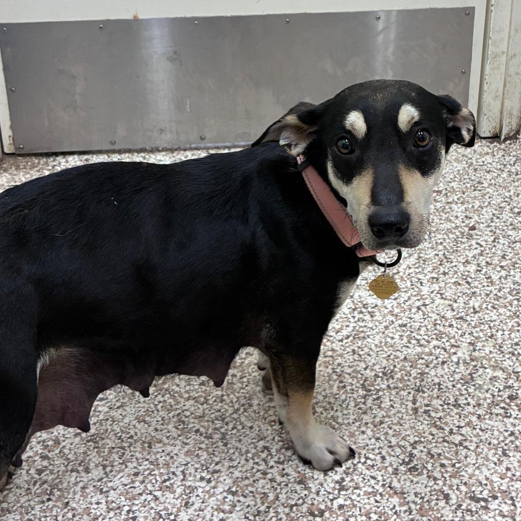 CT Calypso - 27lbs!, Adoptable, Adult Female Shepherd & Basset Hound.