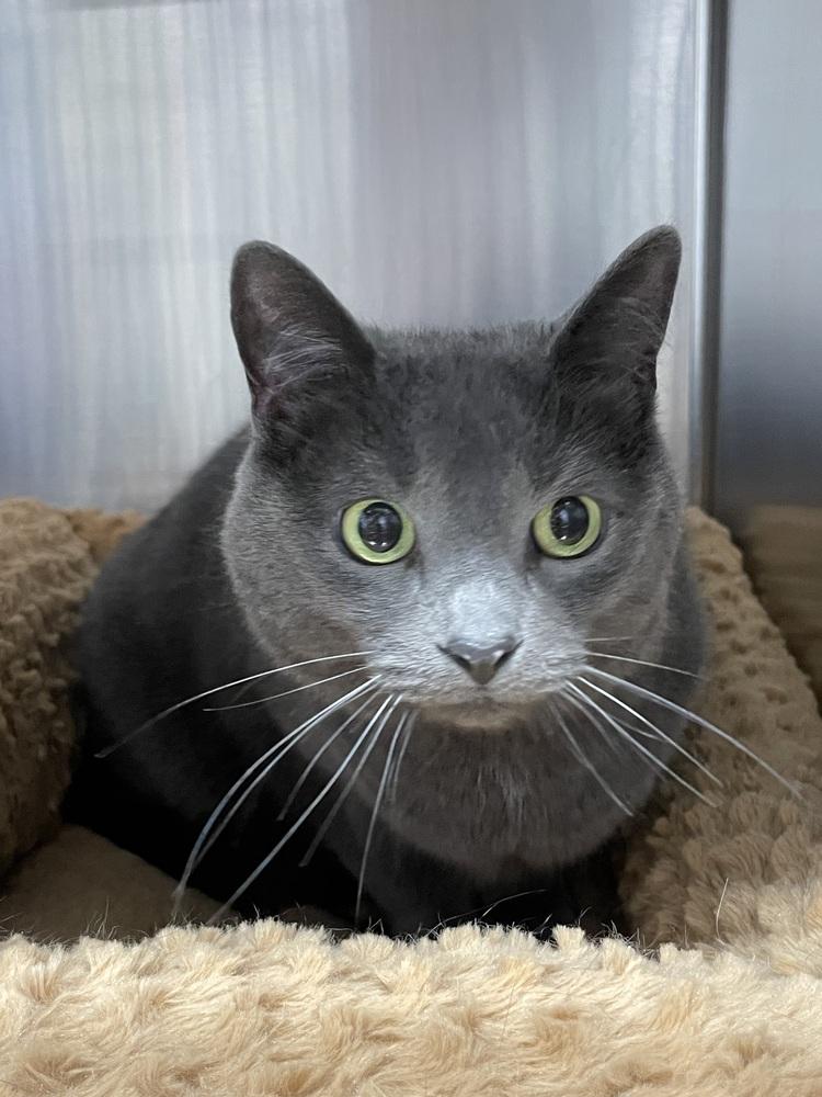 Storm, Adoptable, Adult Female Domestic Short Hair.