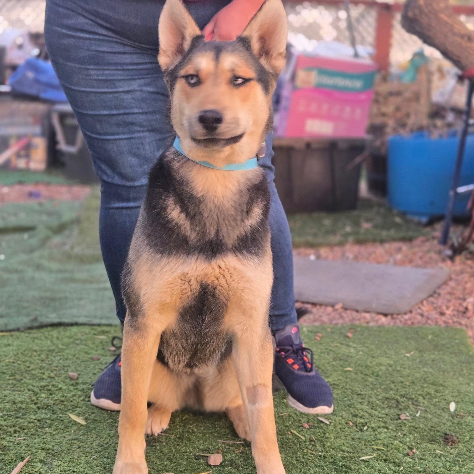 Enlarge Chase, a Adoptable mixed breed in Tempe, AZ image 1/3