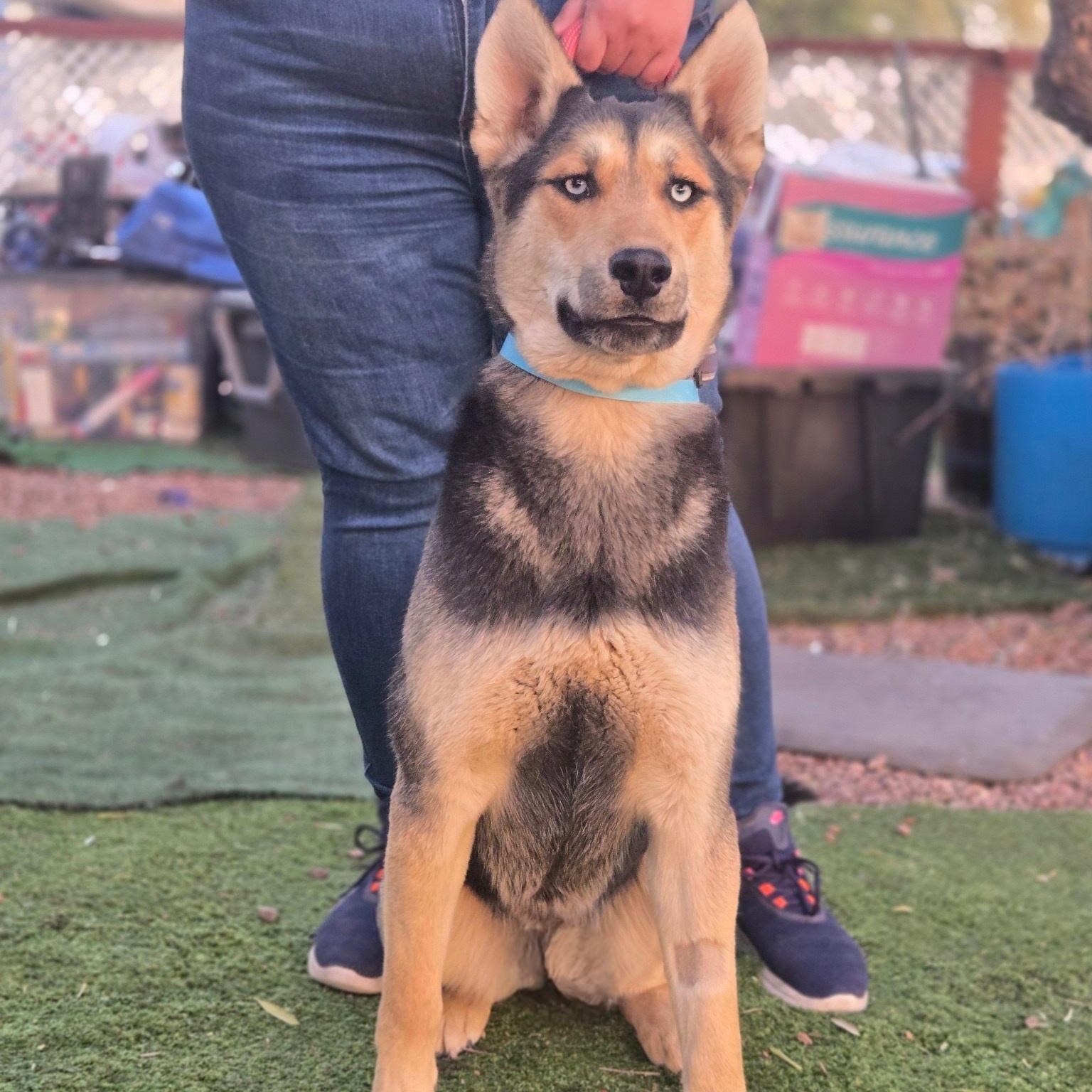 Enlarge Chase, a Adoptable mixed breed in Tempe, AZ image 2/3