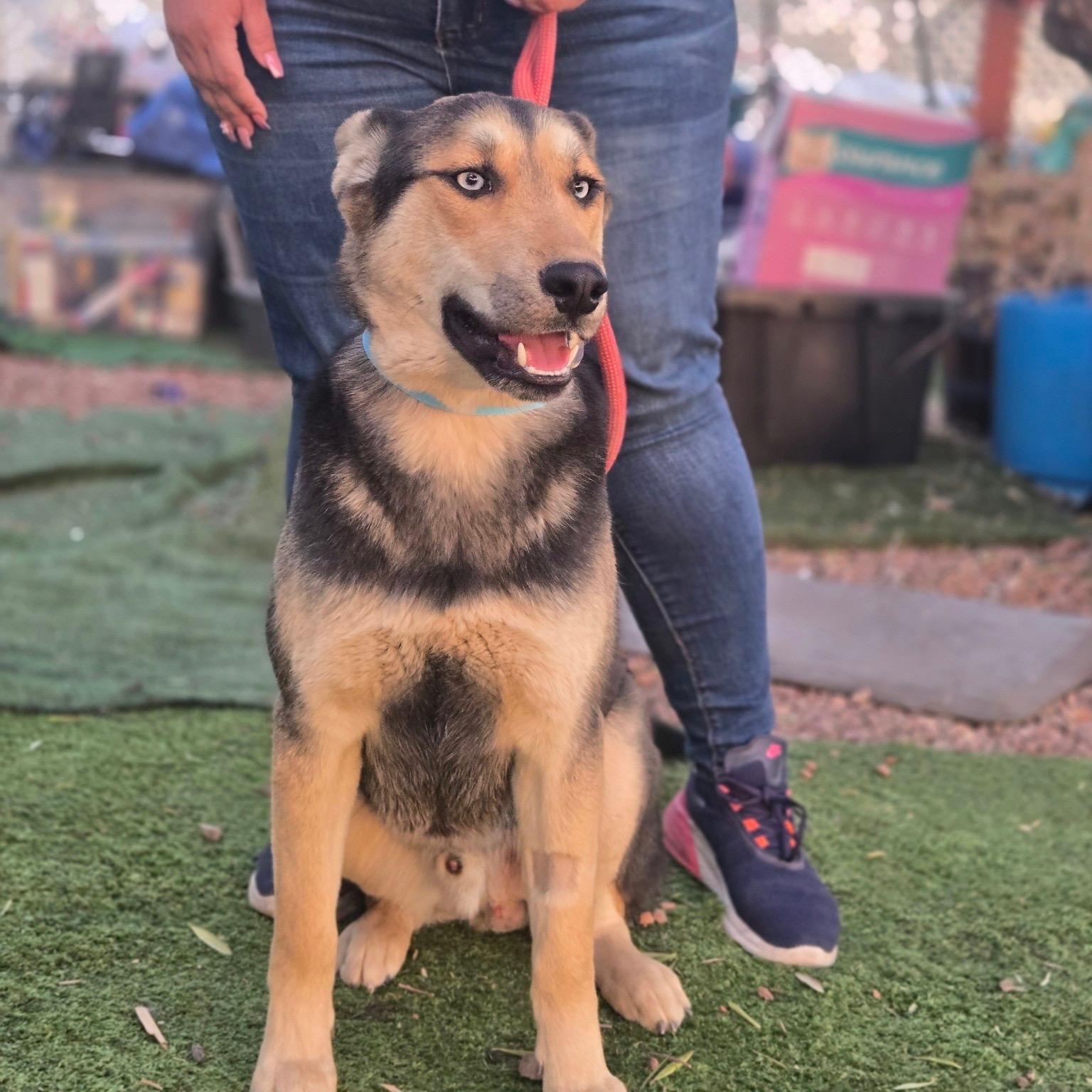 Enlarge Chase, a Adoptable mixed breed in Tempe, AZ image 3/3