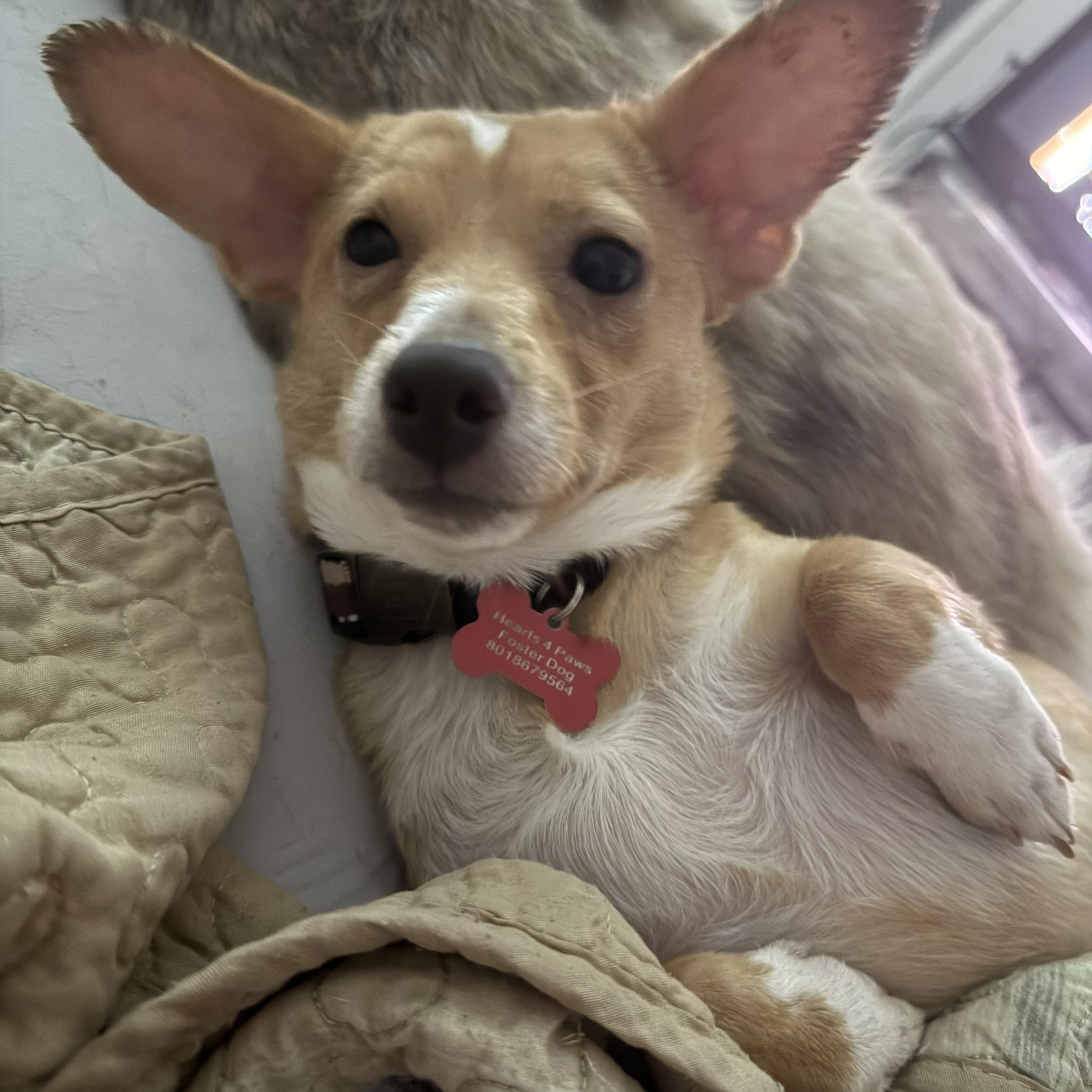 Sharkey, a ADOPTABLE mixed breed in West Valley, UT image 1/5
