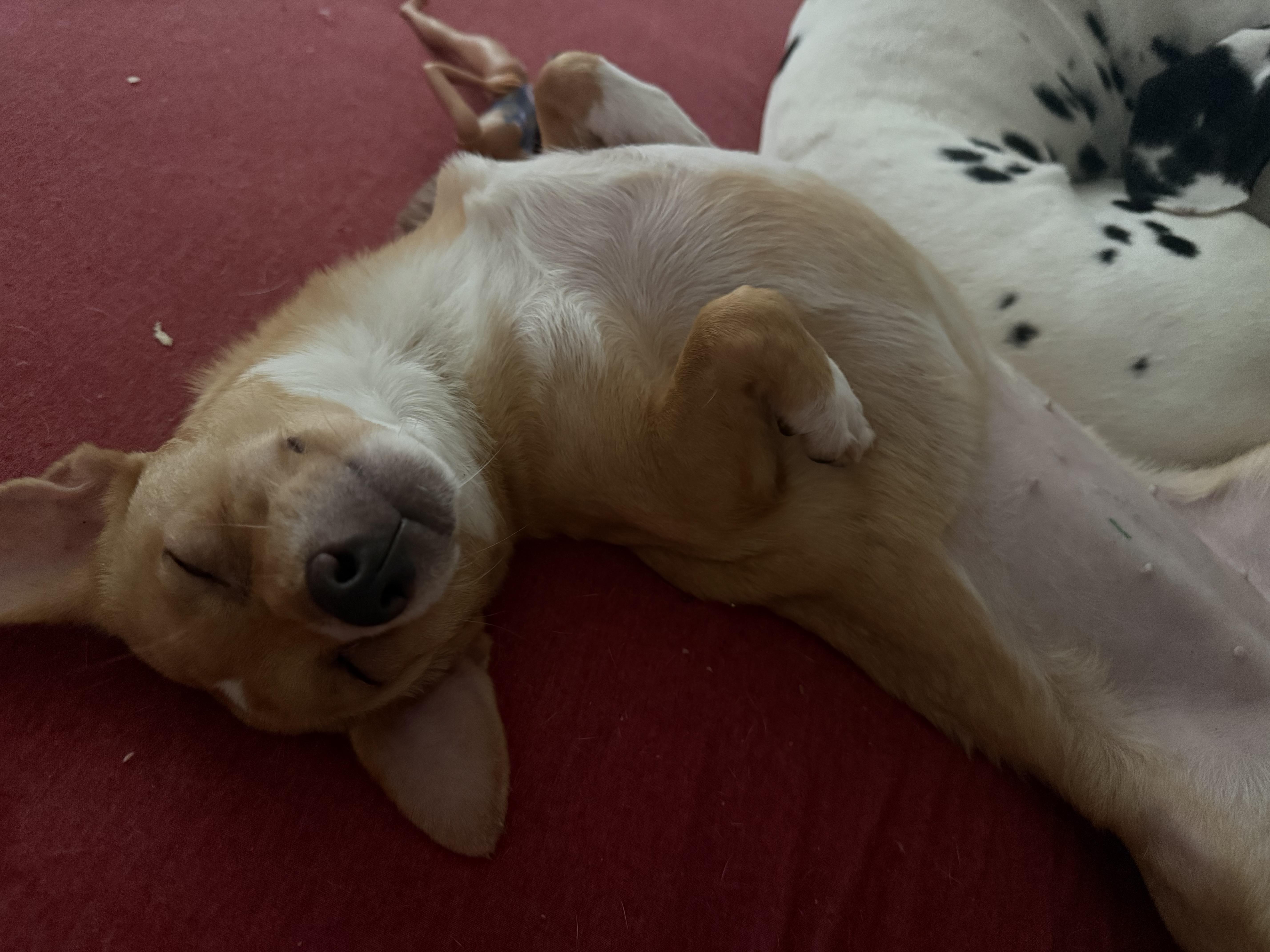Sharkey, ADOPTABLE, Young Female Chihuahua & Dachshund.