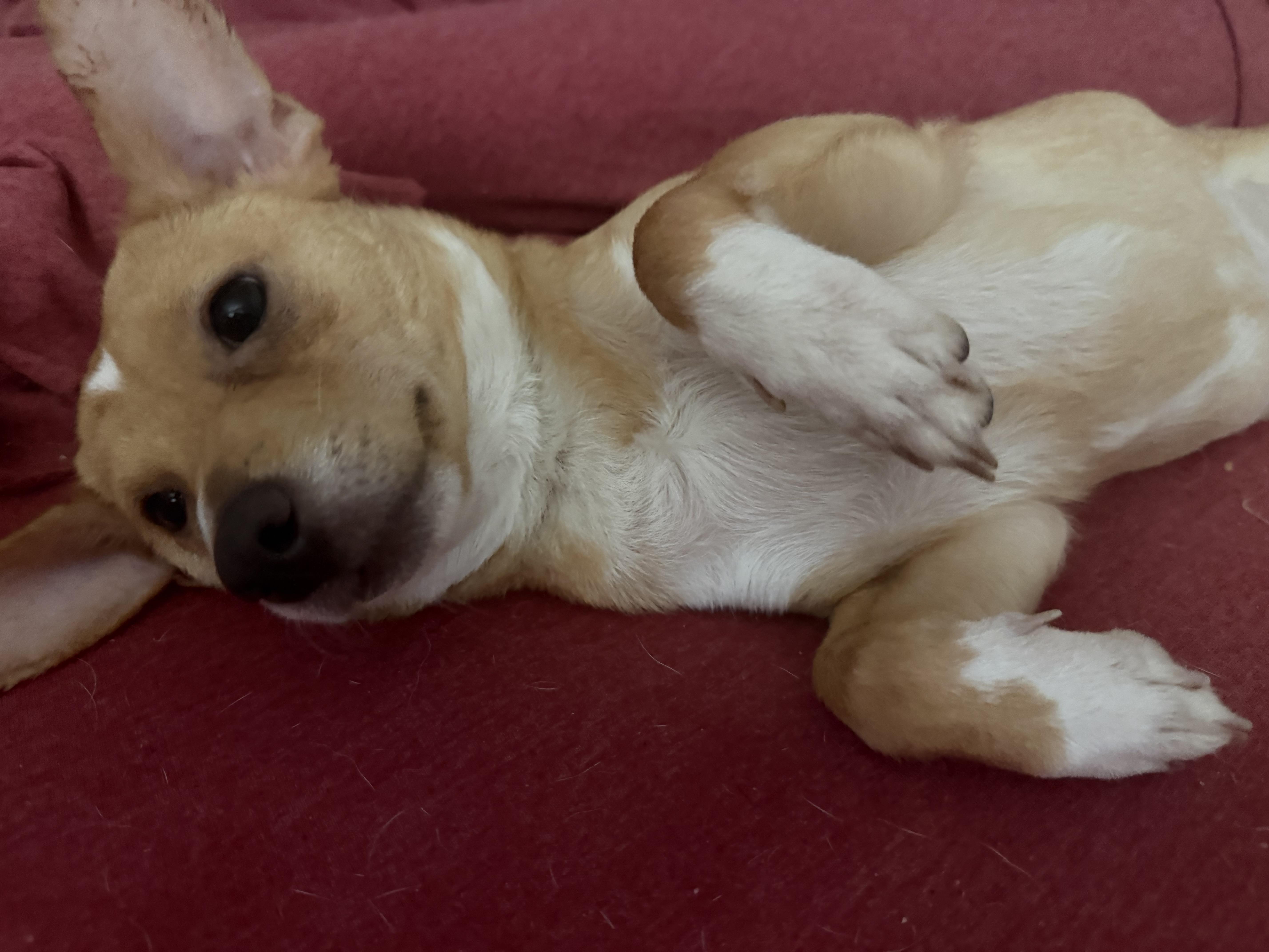 Sharkey, a ADOPTABLE mixed breed in West Valley, UT image 2/5