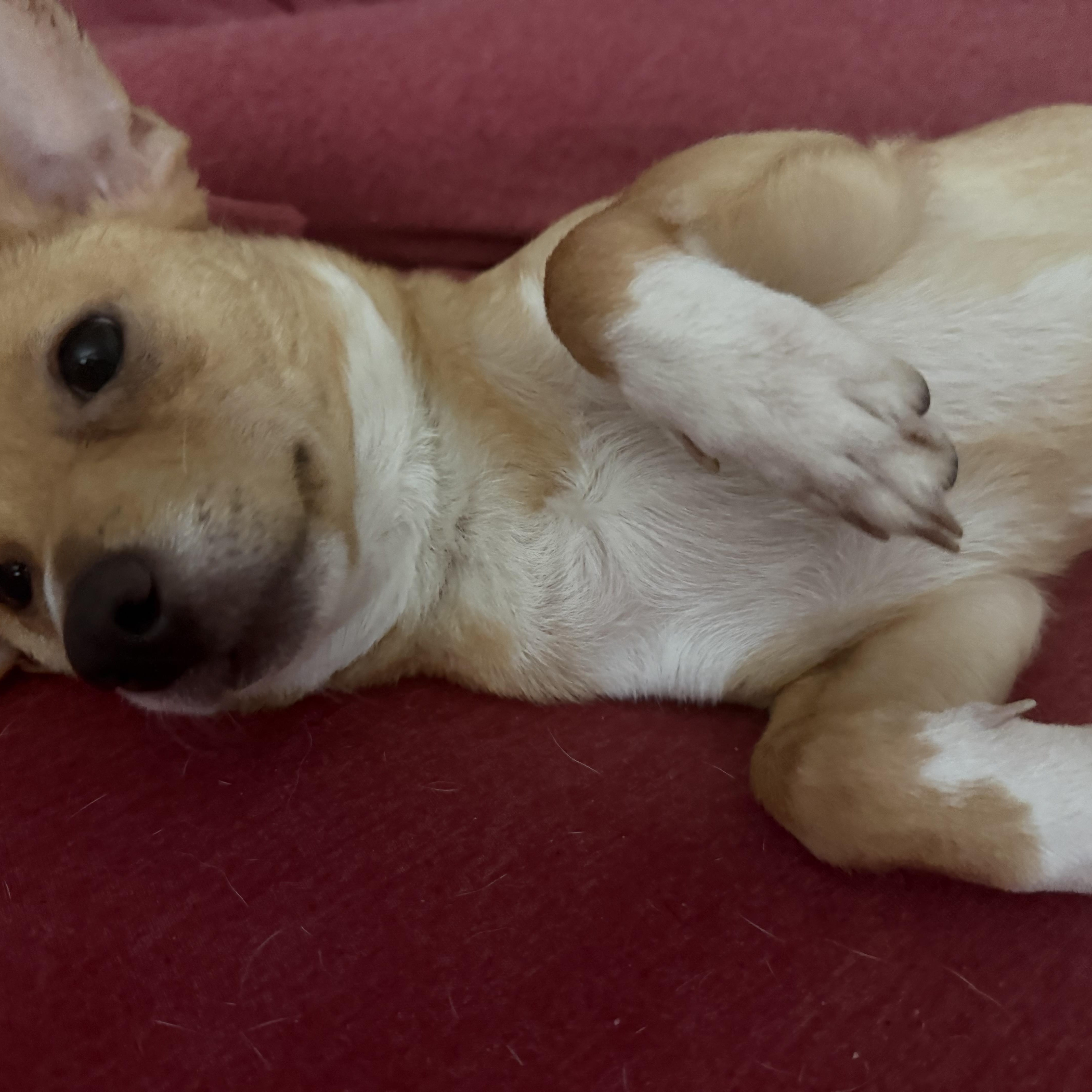 Sharkey, a ADOPTABLE mixed breed in West Valley, UT image 2/5