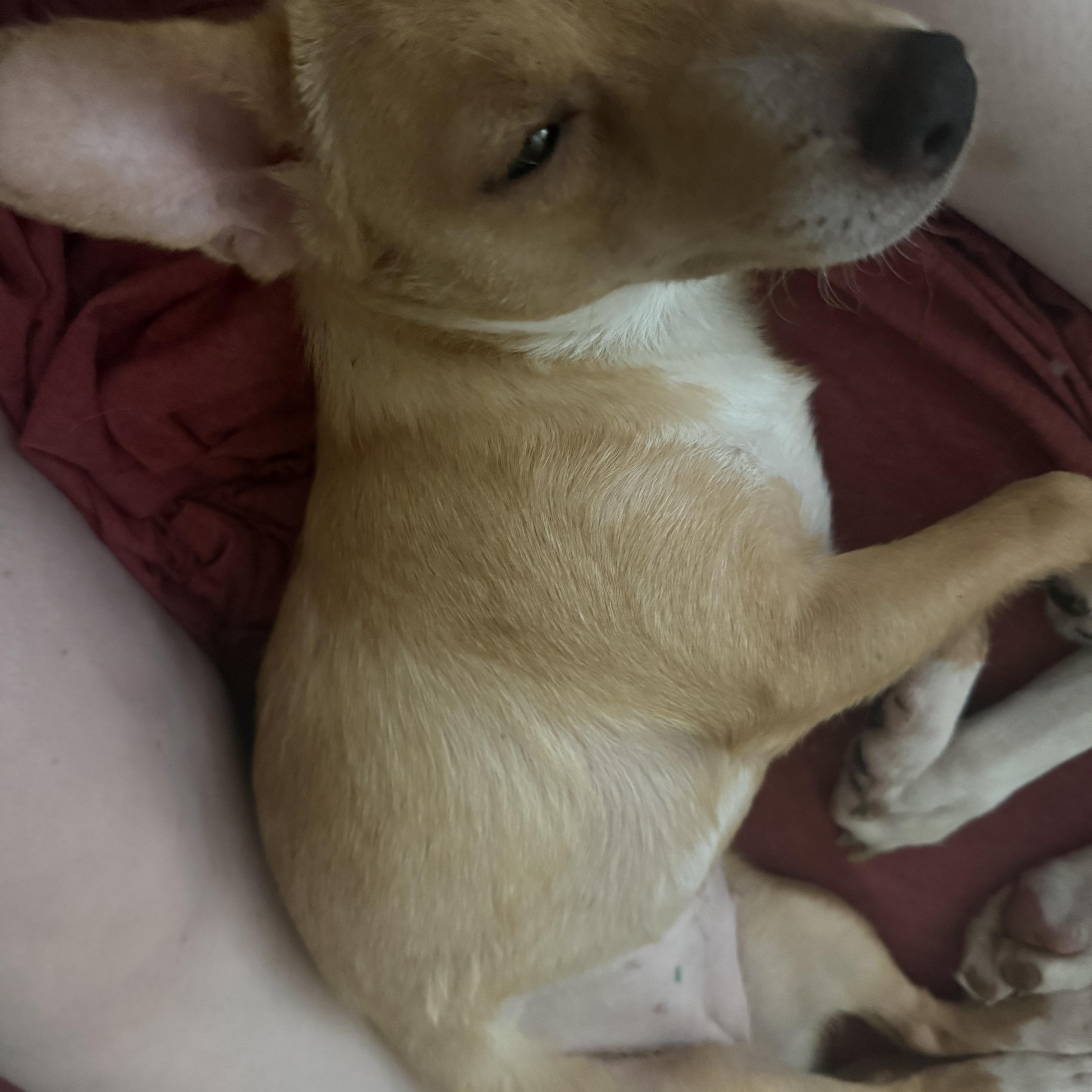 Sharkey, a ADOPTABLE mixed breed in West Valley, UT image 4/5