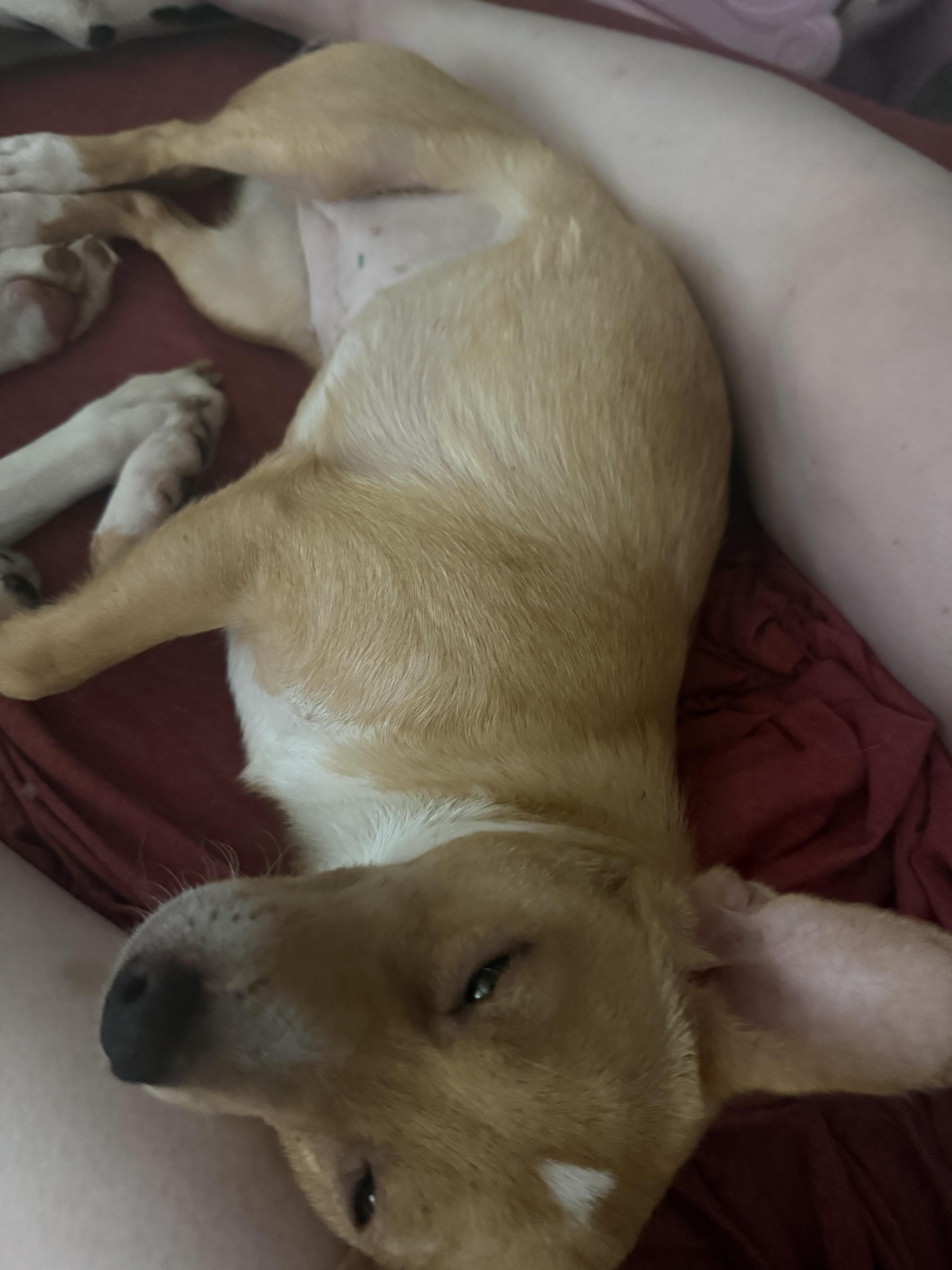 Sharkey, a ADOPTABLE mixed breed in West Valley, UT image 3/5