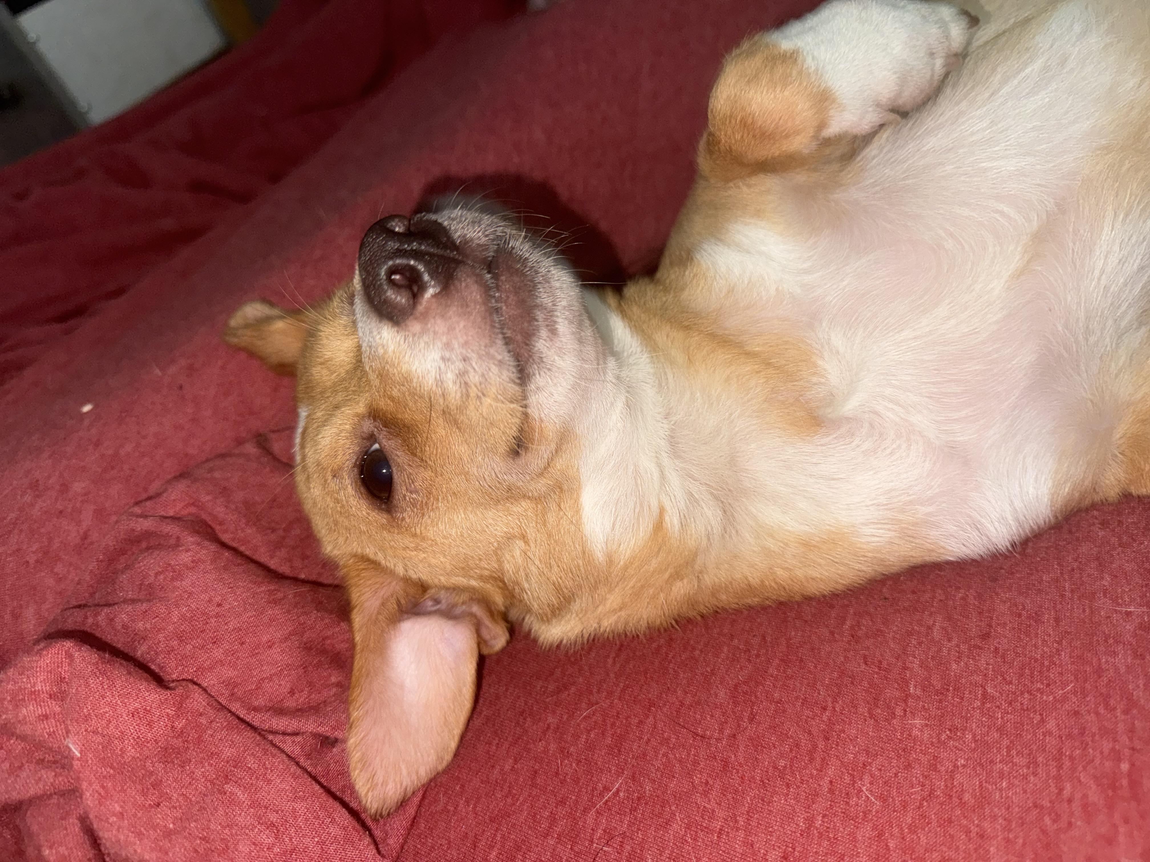 Sharkey, a ADOPTABLE mixed breed in West Valley, UT image 5/5