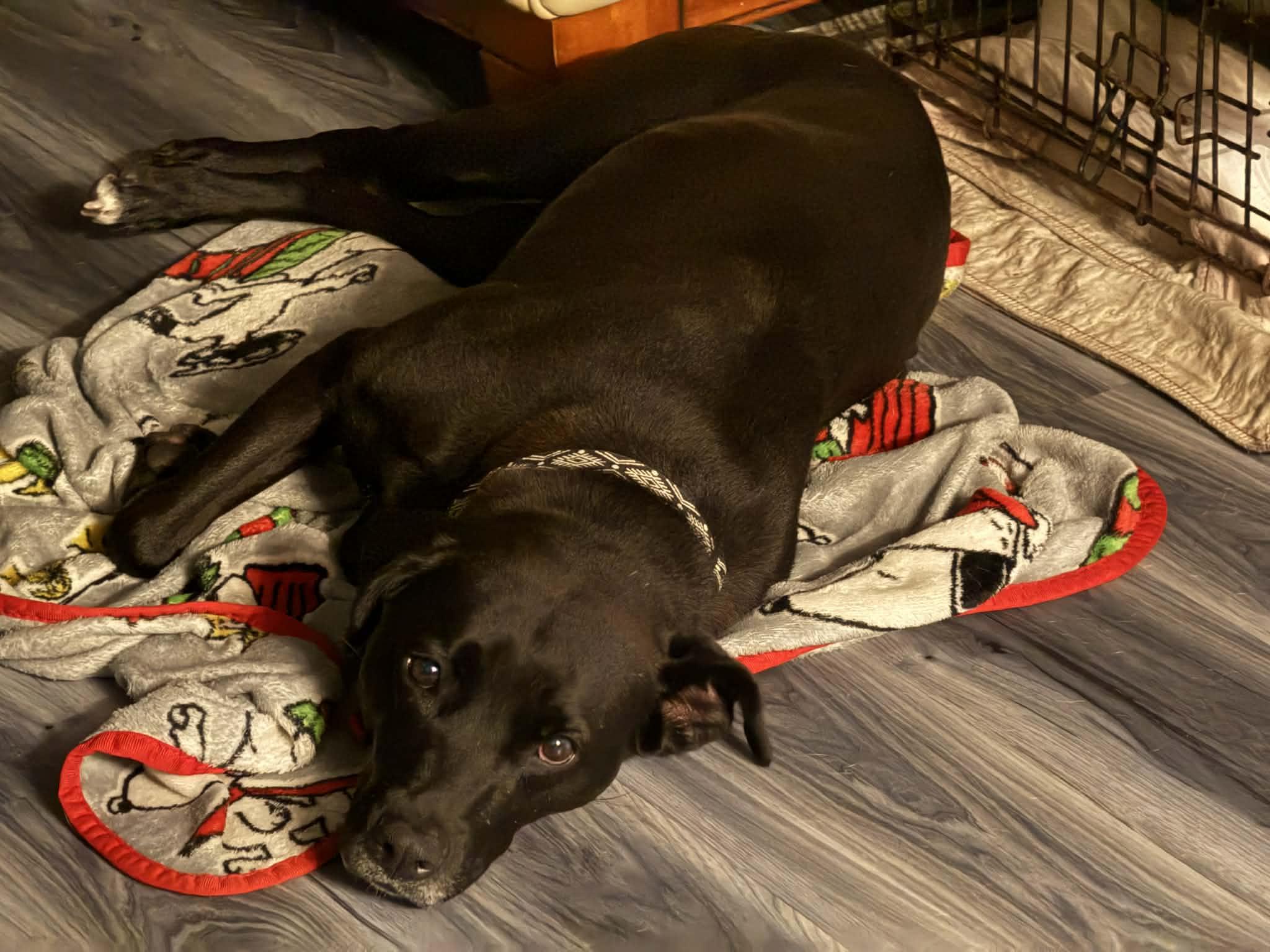 Layla, a Adoptable Mixed Breed in Mountain View, HI image 3/6
