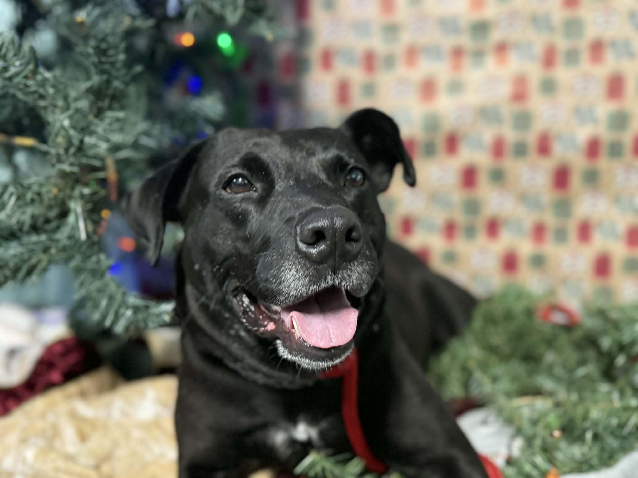 Layla, ADOPTABLE, Adult Female Mixed Breed.