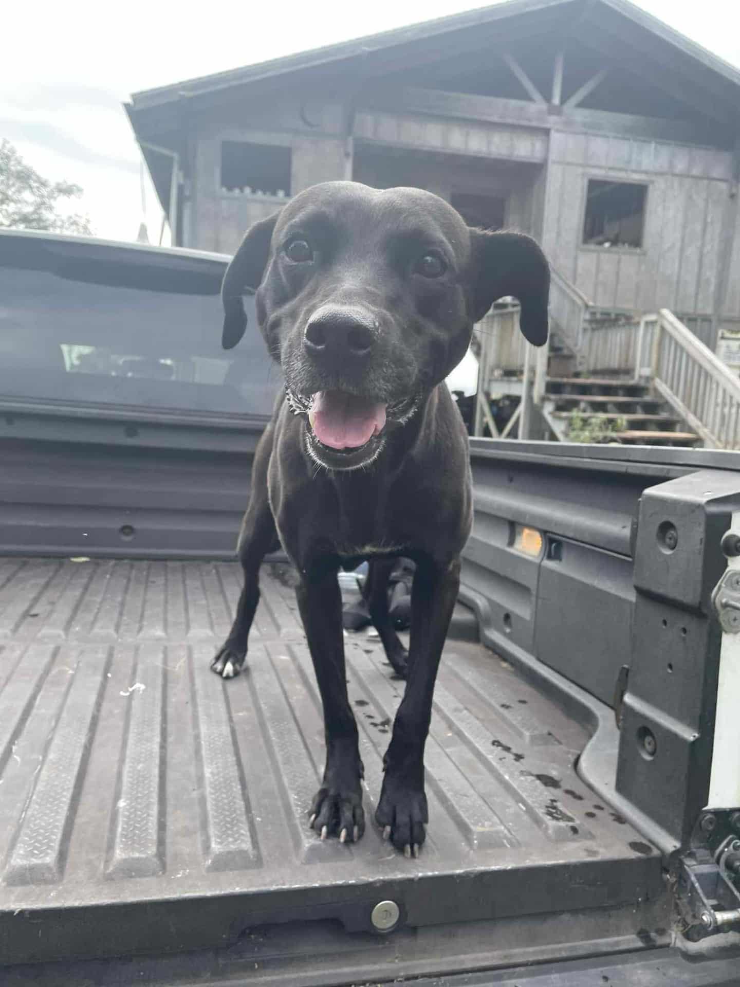 Layla, a ADOPTABLE mixed breed in MOUNTAIN VIEW, HI image 3/3