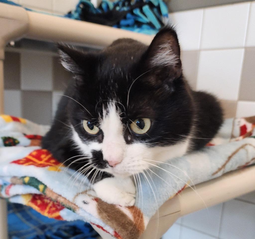Cody, Adoptable, Senior Male Domestic Short Hair.
