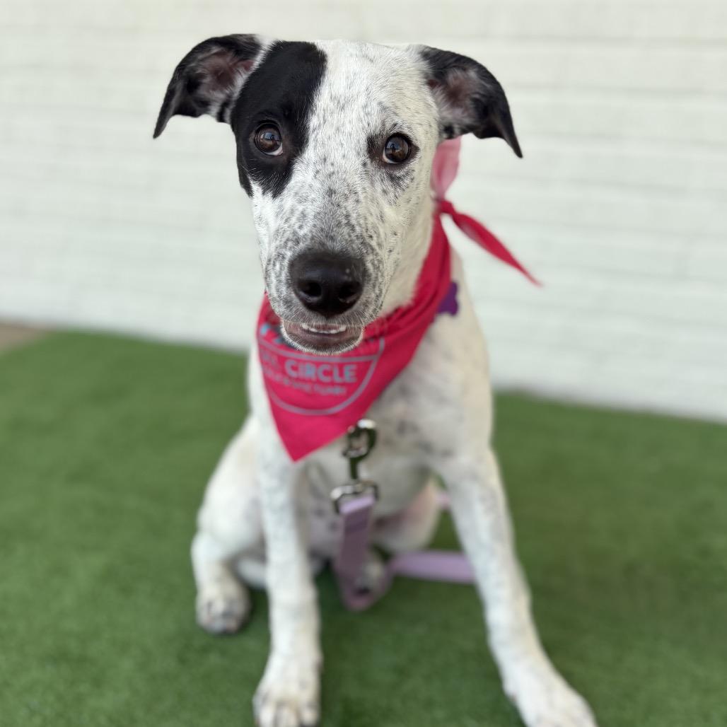 Dotty, Adoptable, Young Female Mixed Breed.