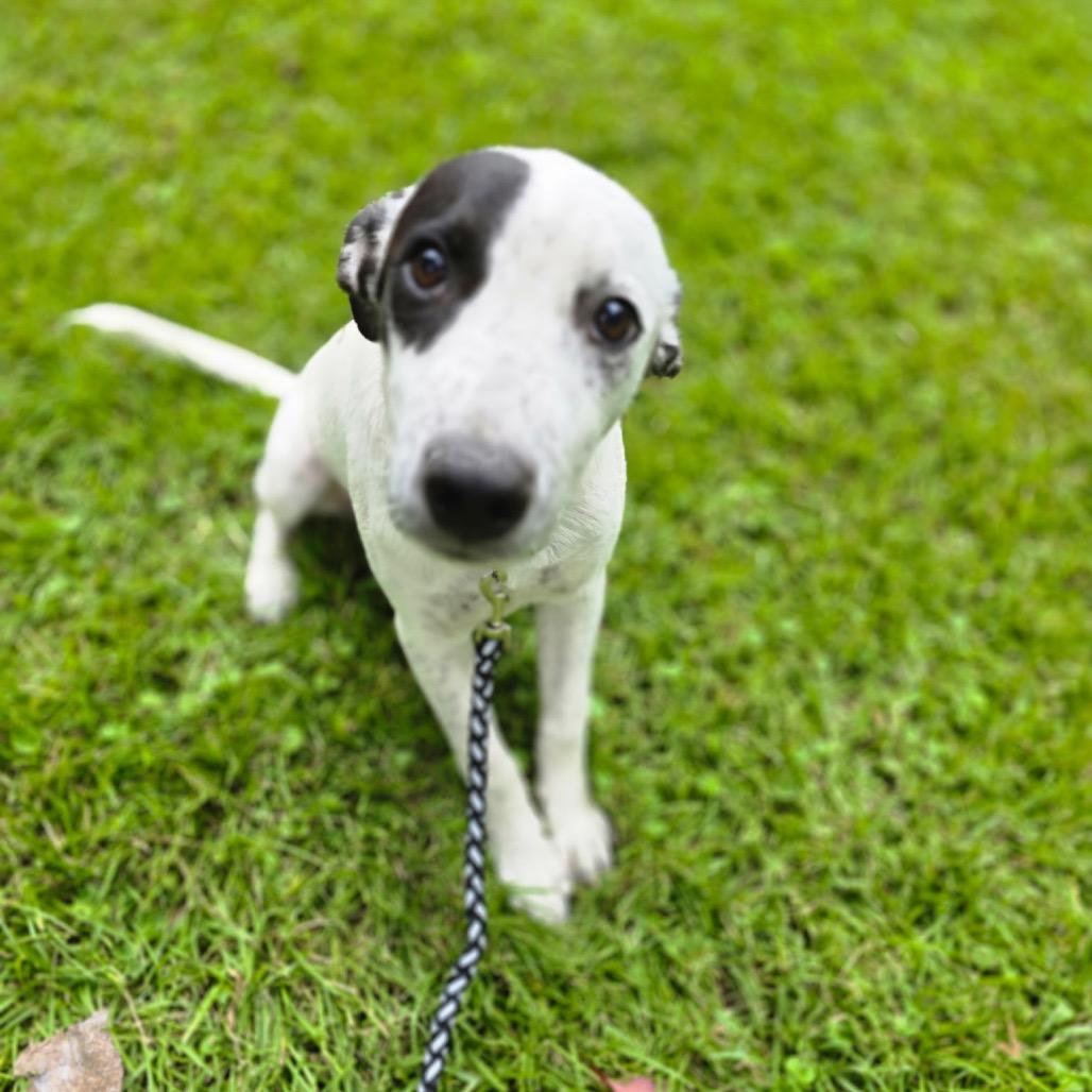 Enlarge Dotty, a Adoptable Mixed Breed in Bessemer, AL image 2/6